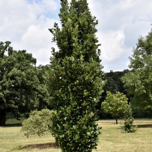 Oak Regal Prince #15