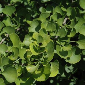 Ginkgo Jade Butterflies #6