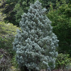 Cypress Arizona Blue Ice