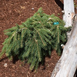 Spruce Norway Formanek #6