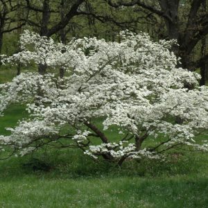 Dogwood Cherokee Princess #7