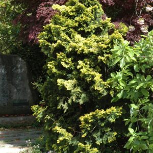 Cypress False Verdoni #2