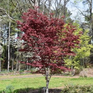 Japanese Maple Hefner's Red #15