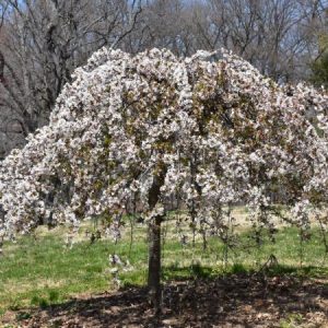 Cherry Weep Snow Fountain