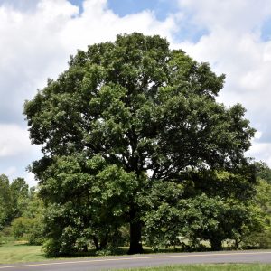 Oak Swamp White