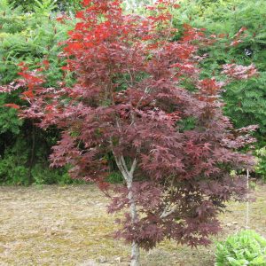 Japanese Maple Red Emperor #7