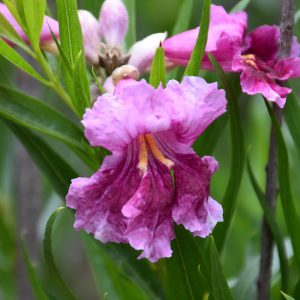 Desert Willow Bubba #15