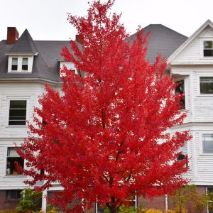 Maple Red Sun Valley