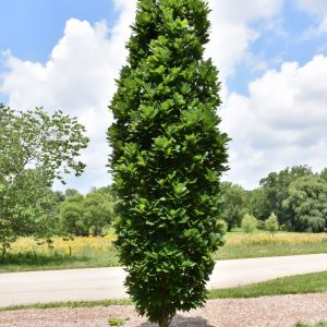 Oak Kindred Spirit #7