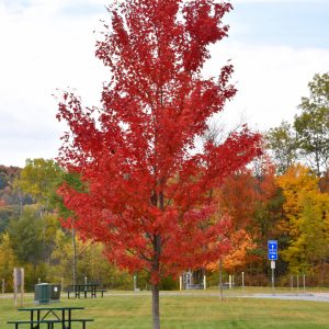 Maple Autumn Fantasy #7