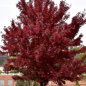 Maple Red Brandywine