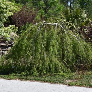 Cypress Bald Falling Waters #15