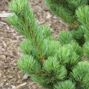 Pine Japanese White Aoi #3