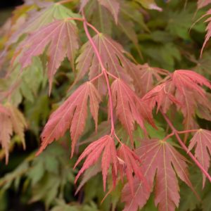 Japanese Maple North Wind #15