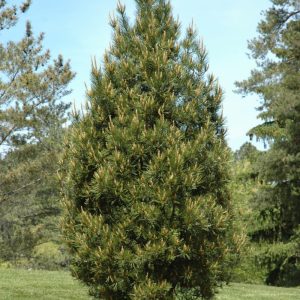 Pine Lacebark Rowe Arb. #3
