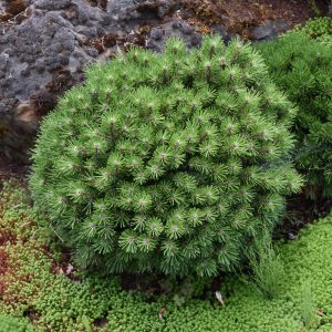Pine Mugo White Bud #3
