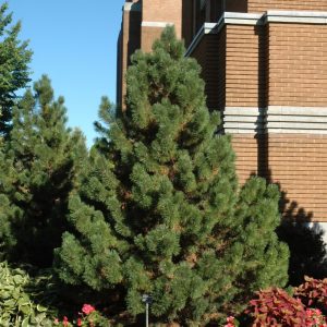 Pine Mugo Tannenbaum