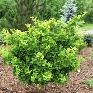 Ginkgo Mariken #6