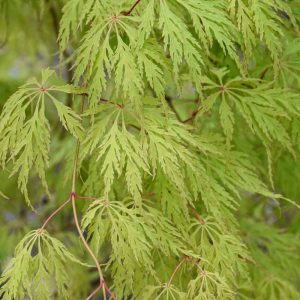 Korean Maple Wabi Sabi #15