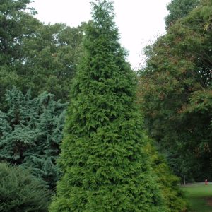 Arborvitae Green Giant #1