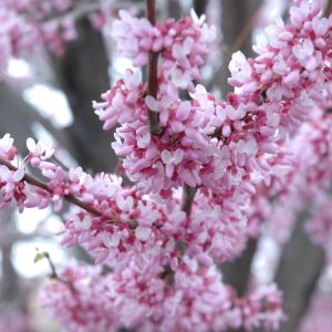 Redbud Eastern Multi-trunk