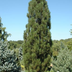 Austrian Pine Arnold Sentinel