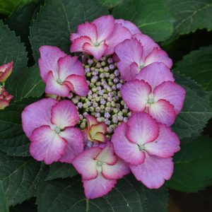 Hydrangea Crystal Cove #2