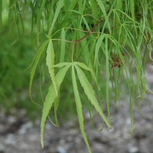 Maple Japanese Koto-No-Ito #35