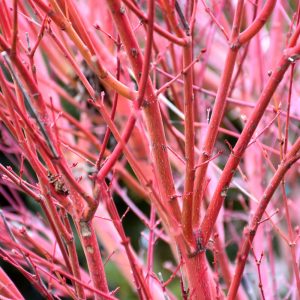 Maple Japanese Coral Bark