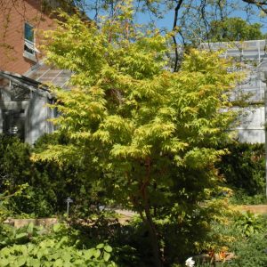 Maple Japanese Coral Bark