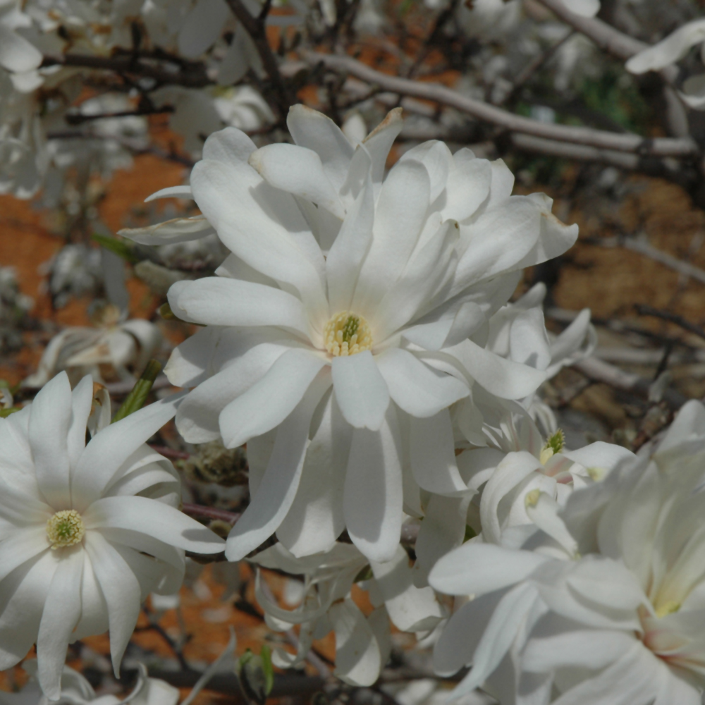 Magnolia Royal Star