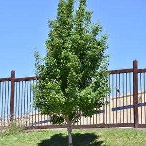 Maple Highland Park