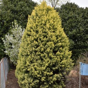 Cypress Arizona Golden #3