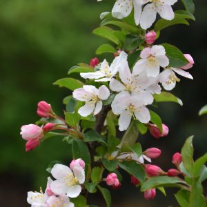 Crabapple Sparkling Sprite #7