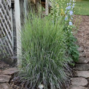 Little Bluestem Twilight Zone #1