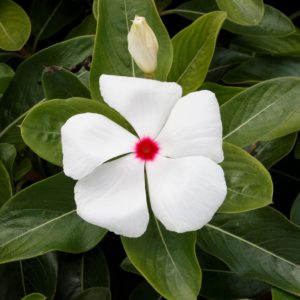 Vinca Cora Xdr Polka Dot 3.25"
