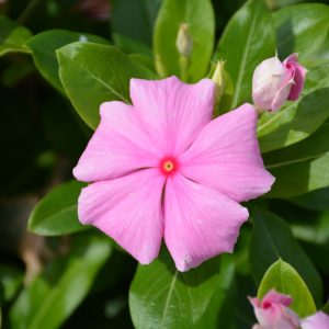 Vinca Cora Light Pink 3.25"