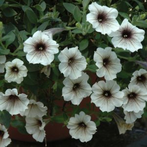 Proven Winner Petunia Supertunia Latte 4.5"