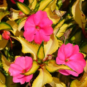 Eco Sunpatiens Trop Rose 6Ct