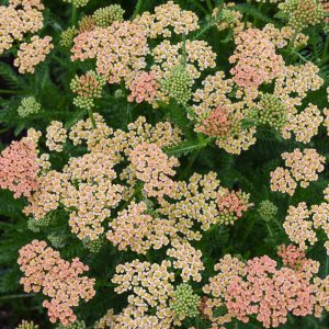 Achillea New Vintage Terra Cotta #1