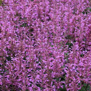 Agastache Summerlong Lilac #1