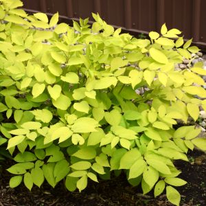 Aralia Cordgata Sun King #1