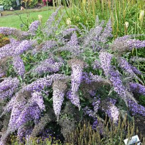 Butterfly Bush Grand Cascade #1
