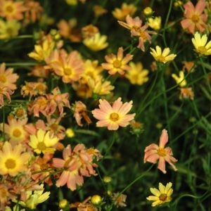 Coreopsis Creme Caramel #1