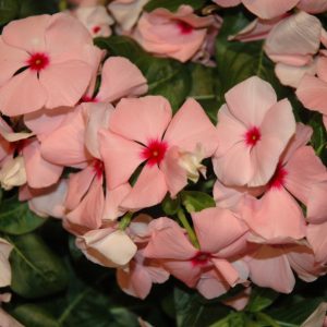 Vinca Cora XDR Apricot 3.25"