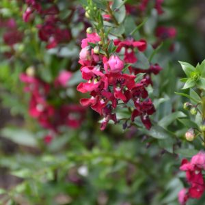 Angelonia Archangel Ruby Sangria 4.5"