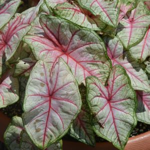 Caladium Summer Breeze 4.5"