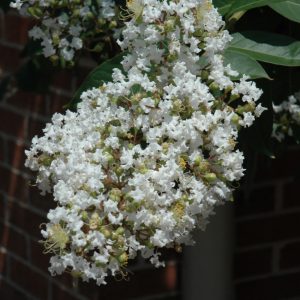 Crapemyrtle Natchez #15