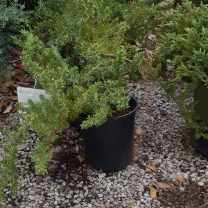 Juniper Blue Pacific #1