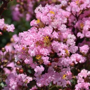 Crape Myrtle Rhapsody In Pnk #3